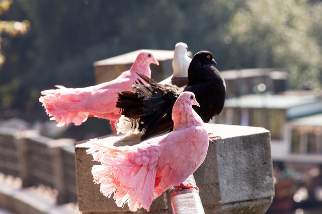 他们并不畏 他们并不畏